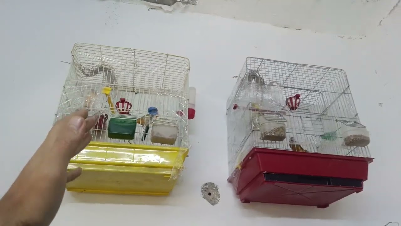 15#/طيور جديده🐦 وإنتاج الزيبرا بدأ 👌🐦