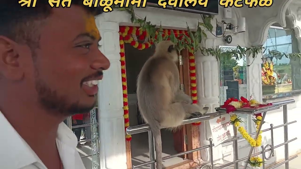 श्री संत बाळूमामा देवालय कटफळ#वीडियो 