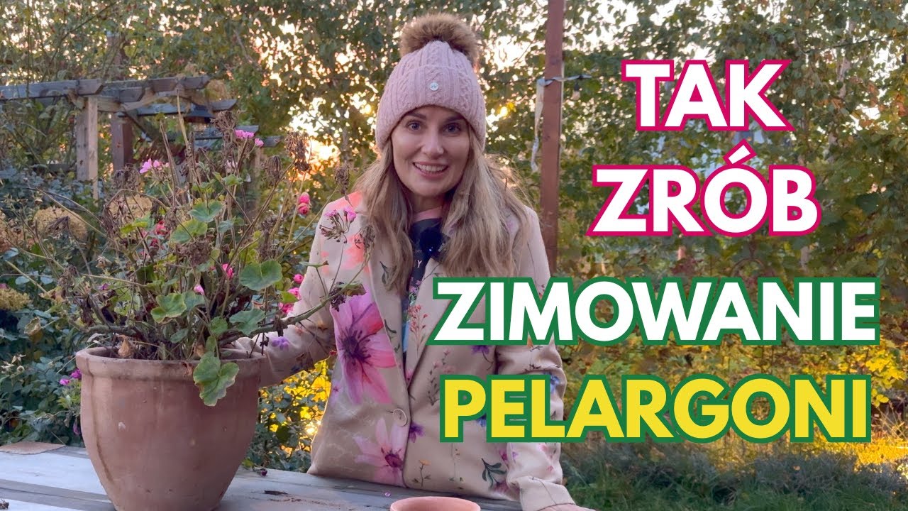 PELARGONIE - JAK ZIMOWAĆ I JAK ROZMNAŻAĆ PELARGONIE
