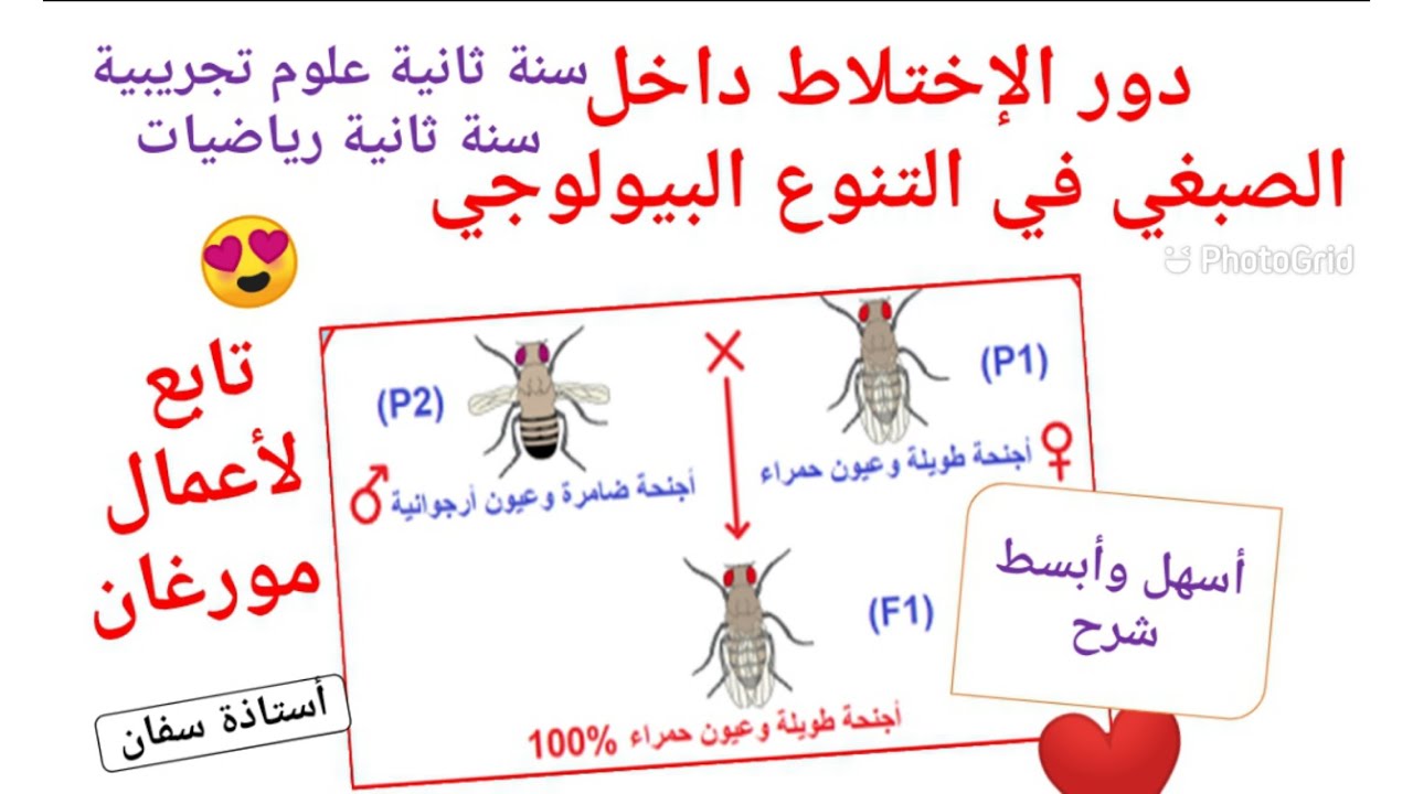 دور الإختلاط داخل الصبغي في التنوع البيولوجي 👌❤ تابع لأعمال مورغان😊