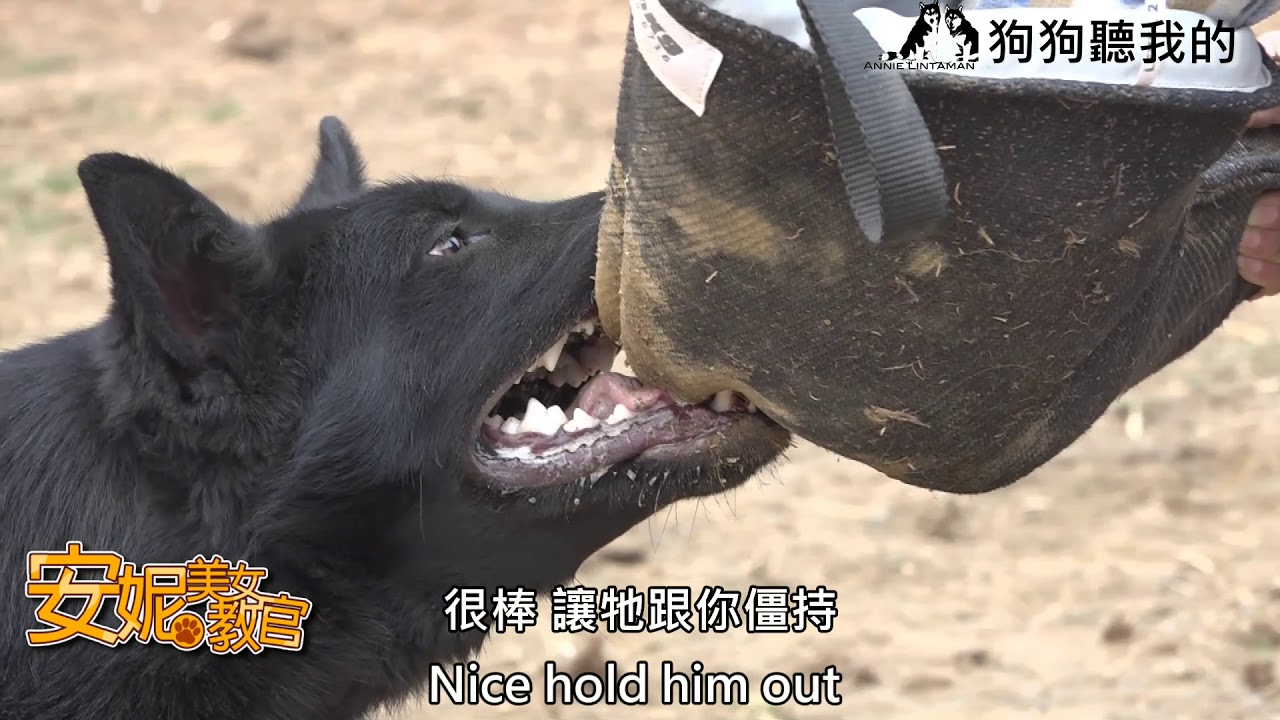 安妮訓練幼犬工作犬 (Annie does Puppy Bite Work)