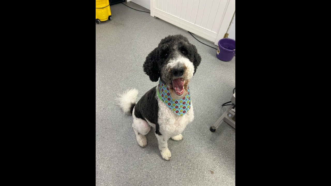 Traditional Stitches ~ FlossTube #48 ~ Ann Jonson SAL, Retreat Essentials & Hand Dyed Linen Parade!