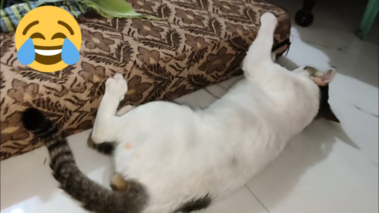 Crazy Active Cat Playing All Day 🐱😂