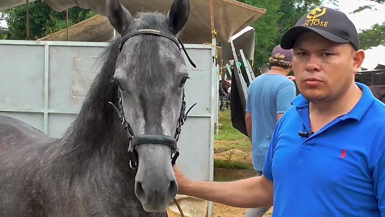 DOMA TRADICIONAL DE CABALLOS POR WILMER LASSO - Conozcamos lo Nuestro