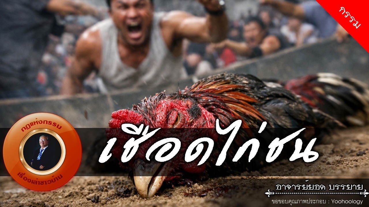 อาจารย์ยอด : เชือดไก่ชน [กรรม]