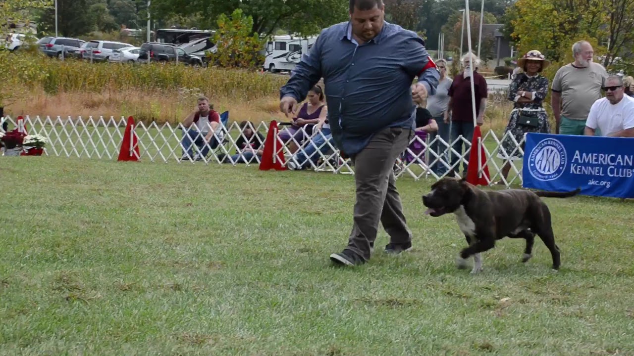 2017 STCA N.SPECIALTY - A.K.C. CHAMPIONS Ch.Orybull The Night Spike And Span  🥇🏆AWARD OF MERIT