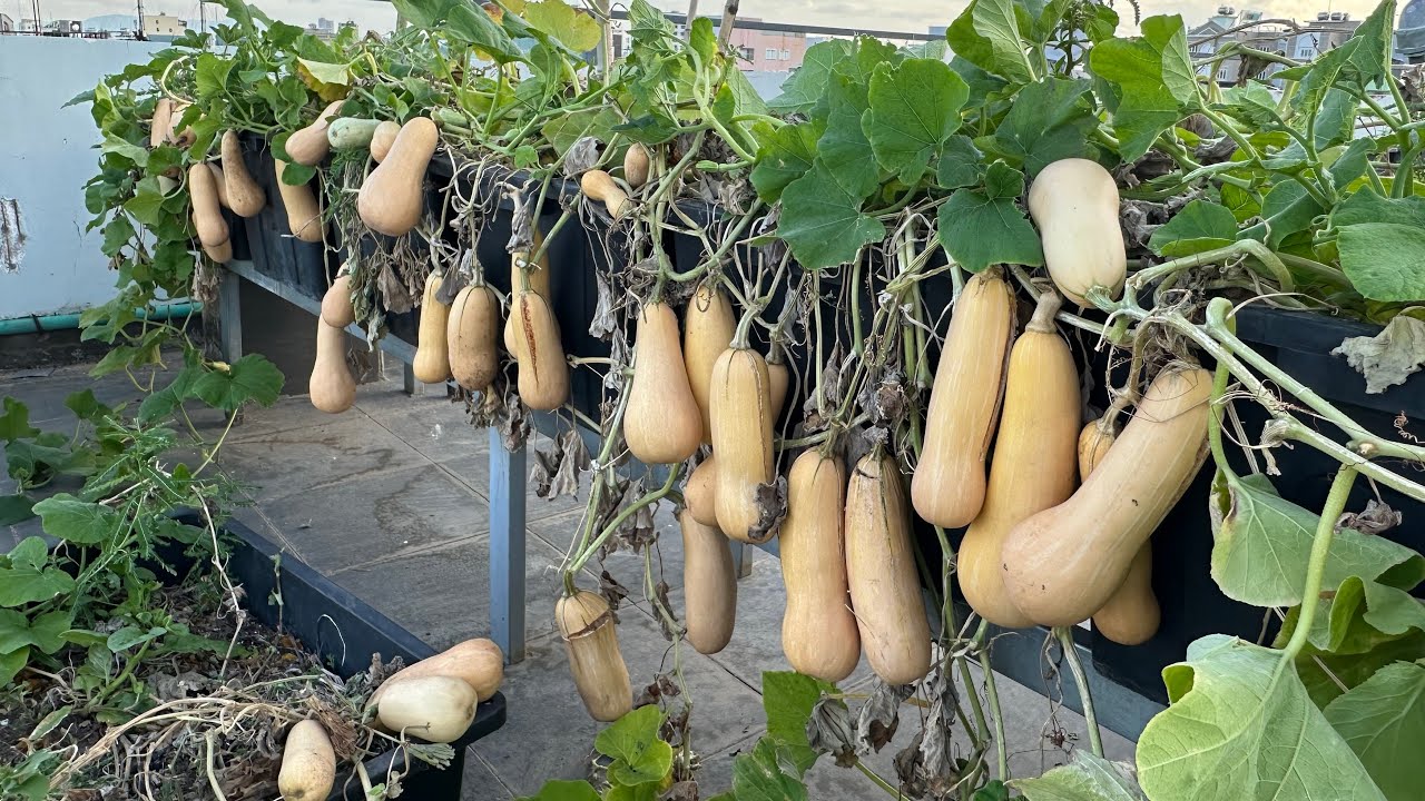 Cách Trồng Bí Bơ Sai Quả Vườn Sân Thượng