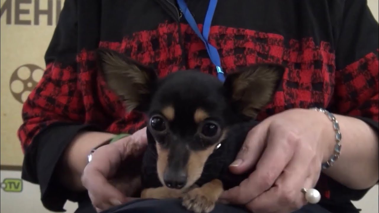 Умный, верный и деликатный пражский крысарик