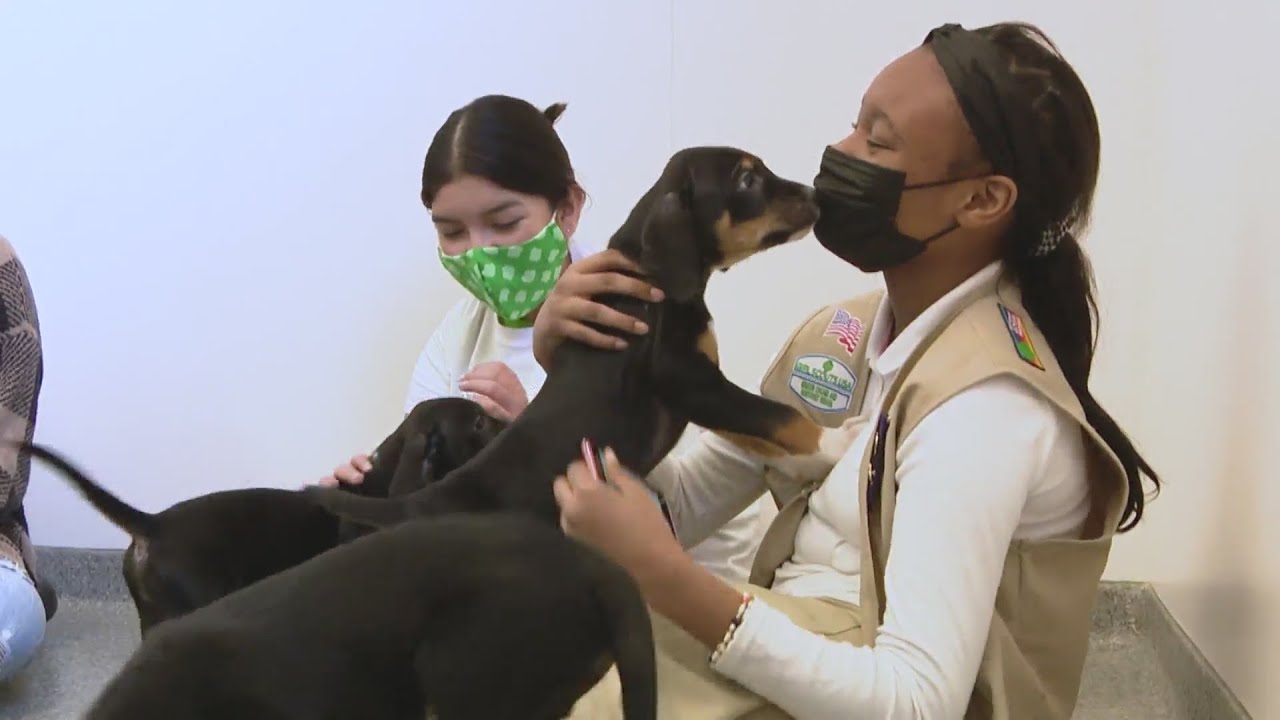 Local Girl Scouts help out animals at PAWS Chicago