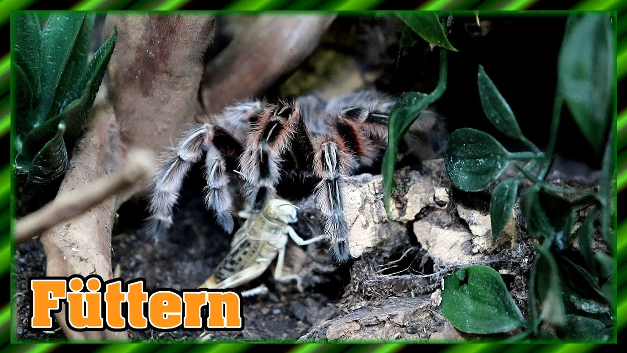 Feeding time again! | Feeding tarantulas