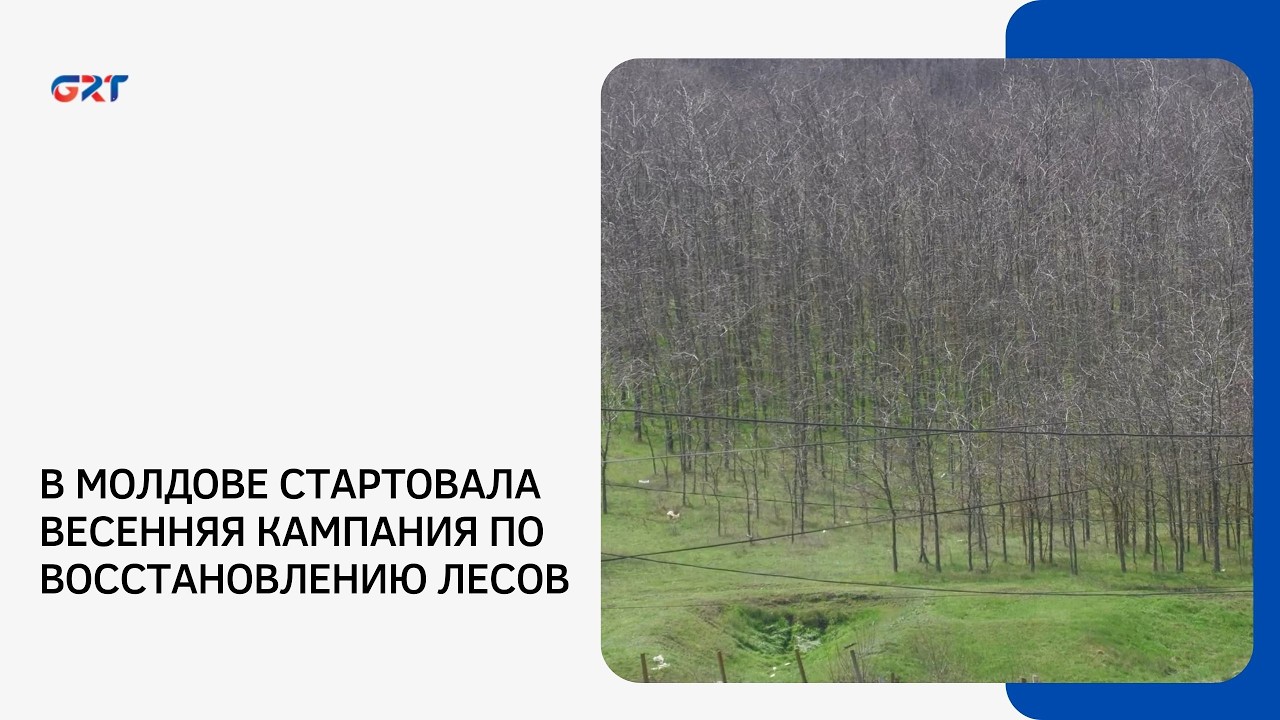 В МОЛДОВЕ СТАРТОВАЛА ВЕСЕННЯЯ КАМПАНИЯ ПО ВОССТАНОВЛЕНИЮ ЛЕСОВ