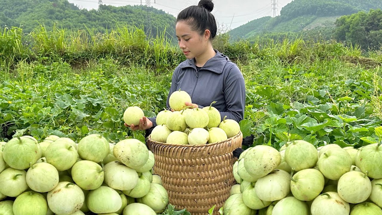 FULL VIDEO: 60 days of harvesting melons, dragon fruit, and green mangoes to the market to sell