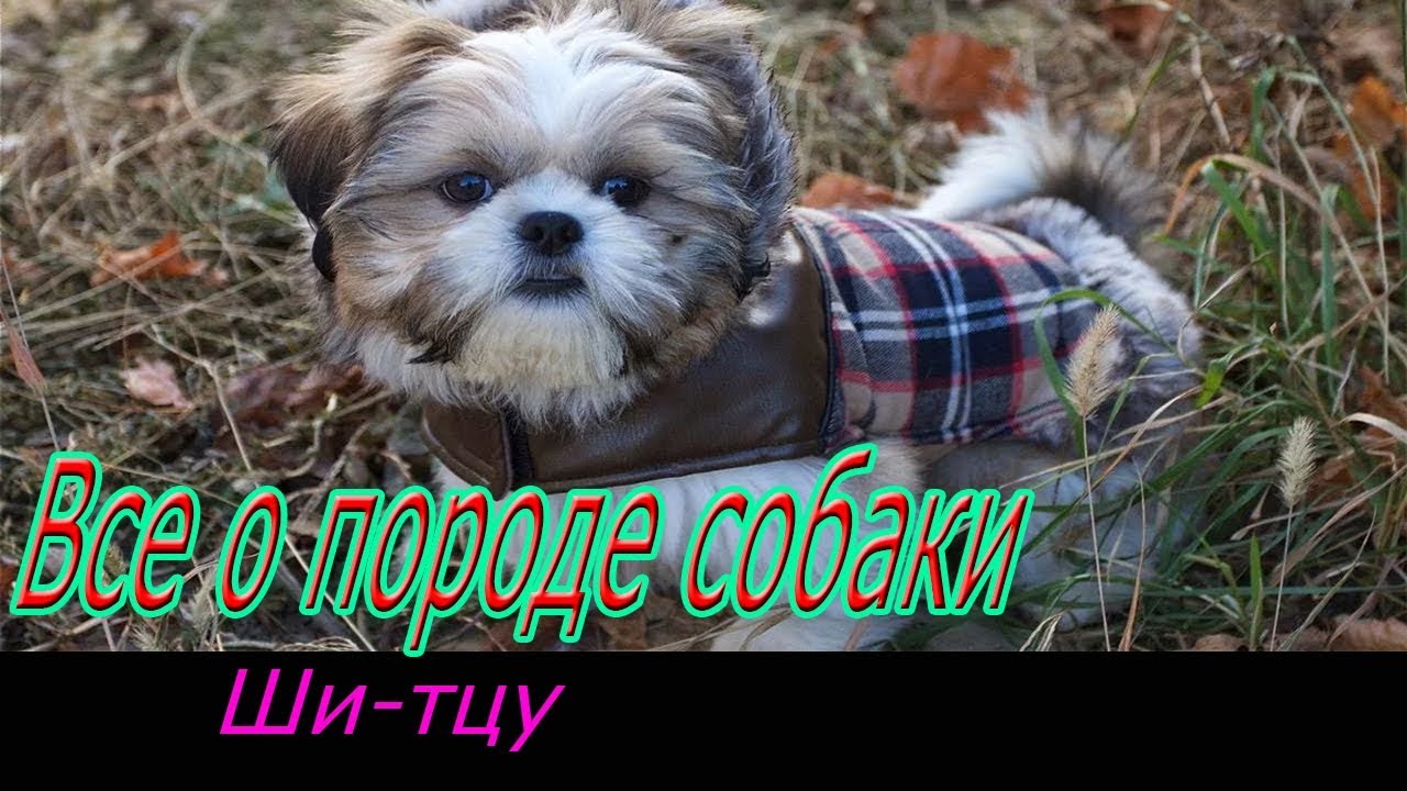 Ши-тцу описание породы! Все о породе собаки!