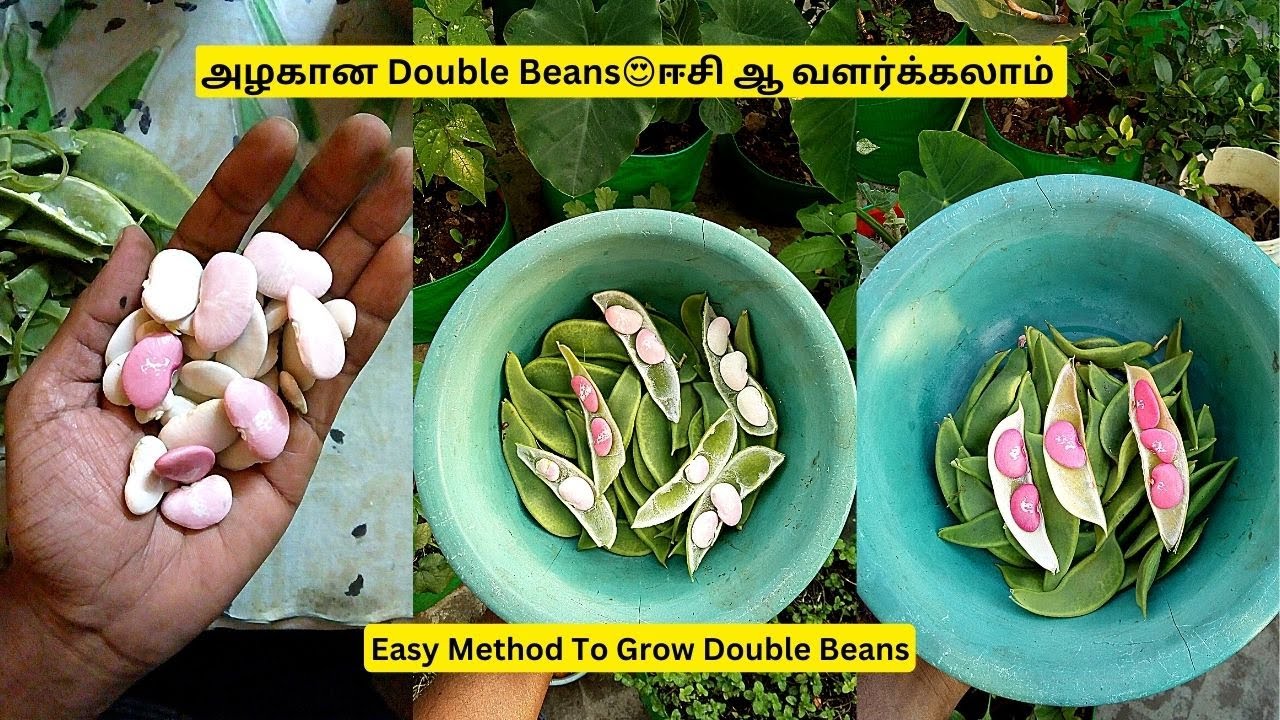 How To Grow Double Beans From Seed | அழகான Double Beans😍ஈசி ஆ வளர்க்கலாம் #homegarden