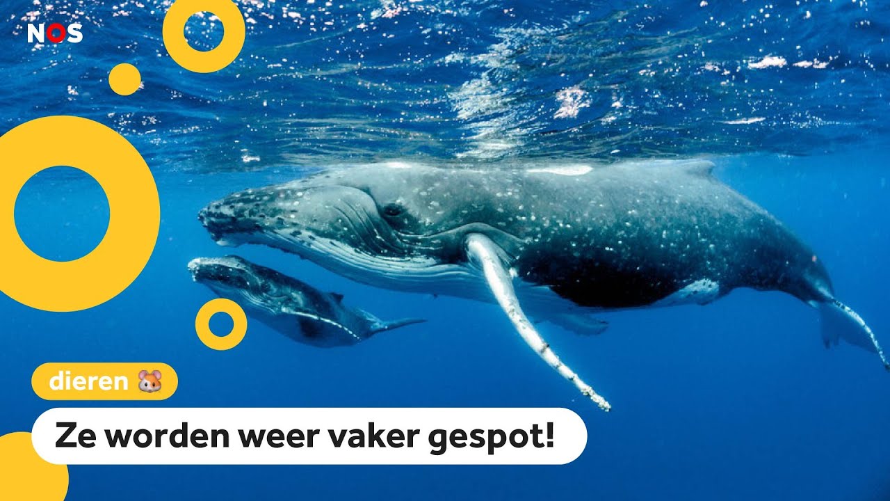 Goed nieuws over het grootste dier op aarde