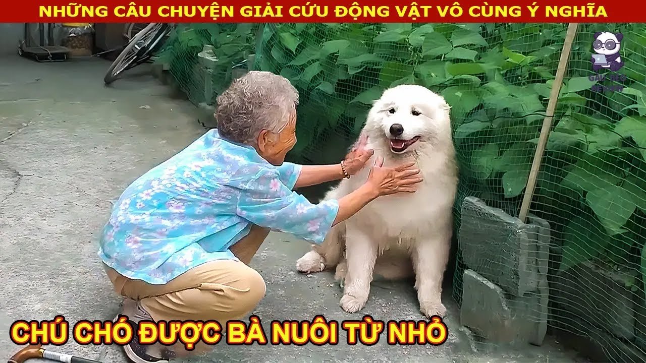Chú Chó Trắng hiểu chuyện luôn bên cạnh và làm bà vui mỗi ngày - Review Con Người Và Cuộc Sống