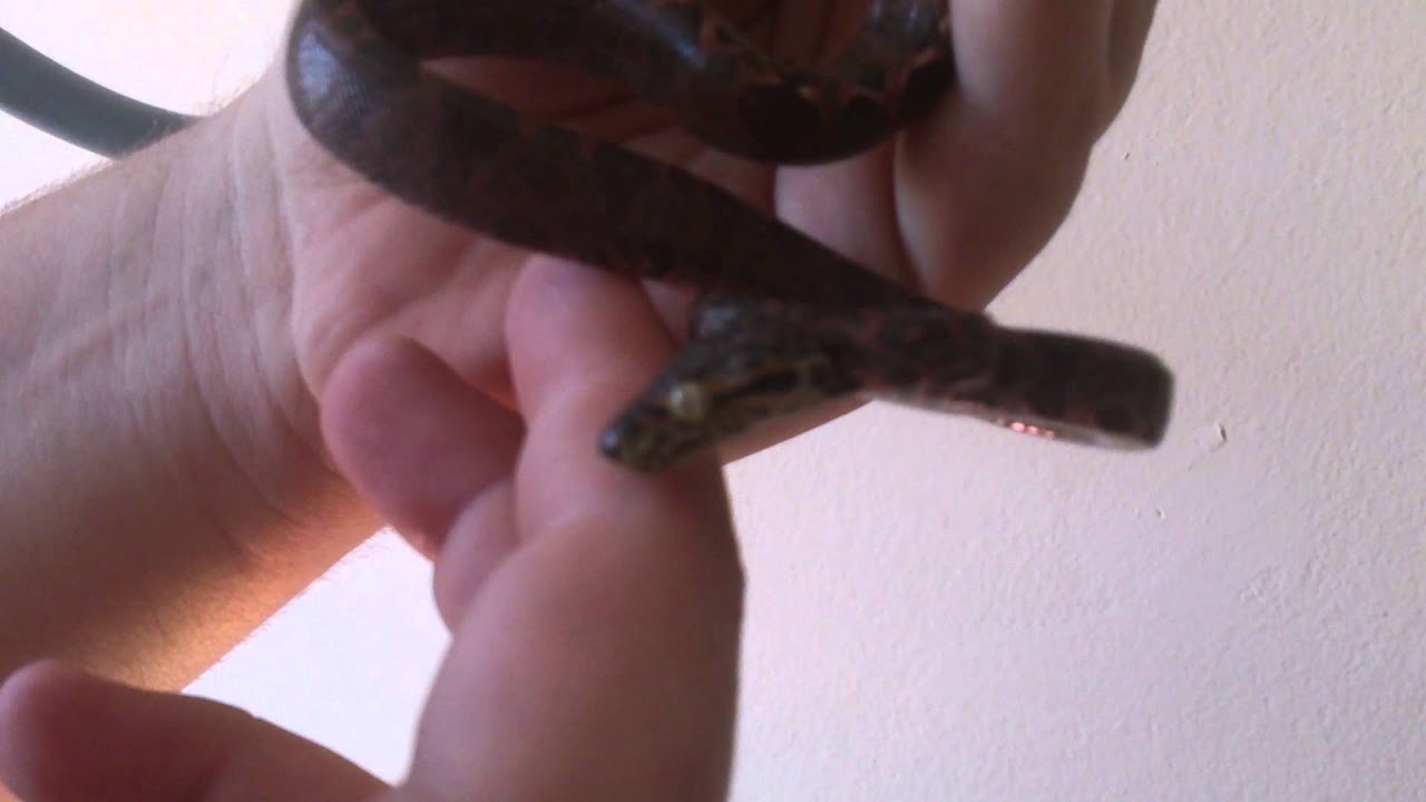CORALLUS HORTULANUS (boa arboricola)