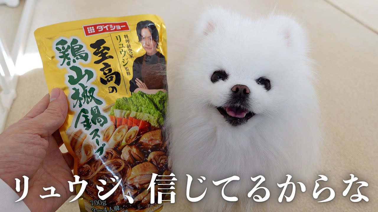 一人暮らし独身男とポメラニアンがリュウジを信じて至高の鍋を作った結果…
