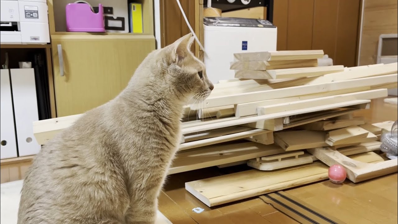 猫部屋、壊します。