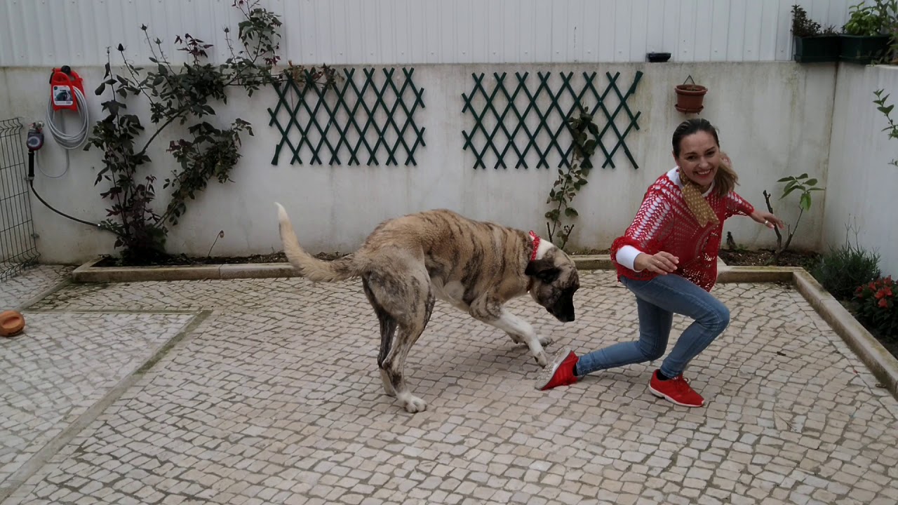 Dança com o Torrão (Cão - Raça rafeiro Alentejano)