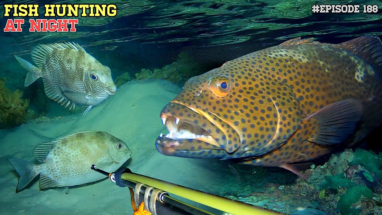 NIGHT SPEARFISHING EPISODE 188 | FISH HUNTING AT NIGHT