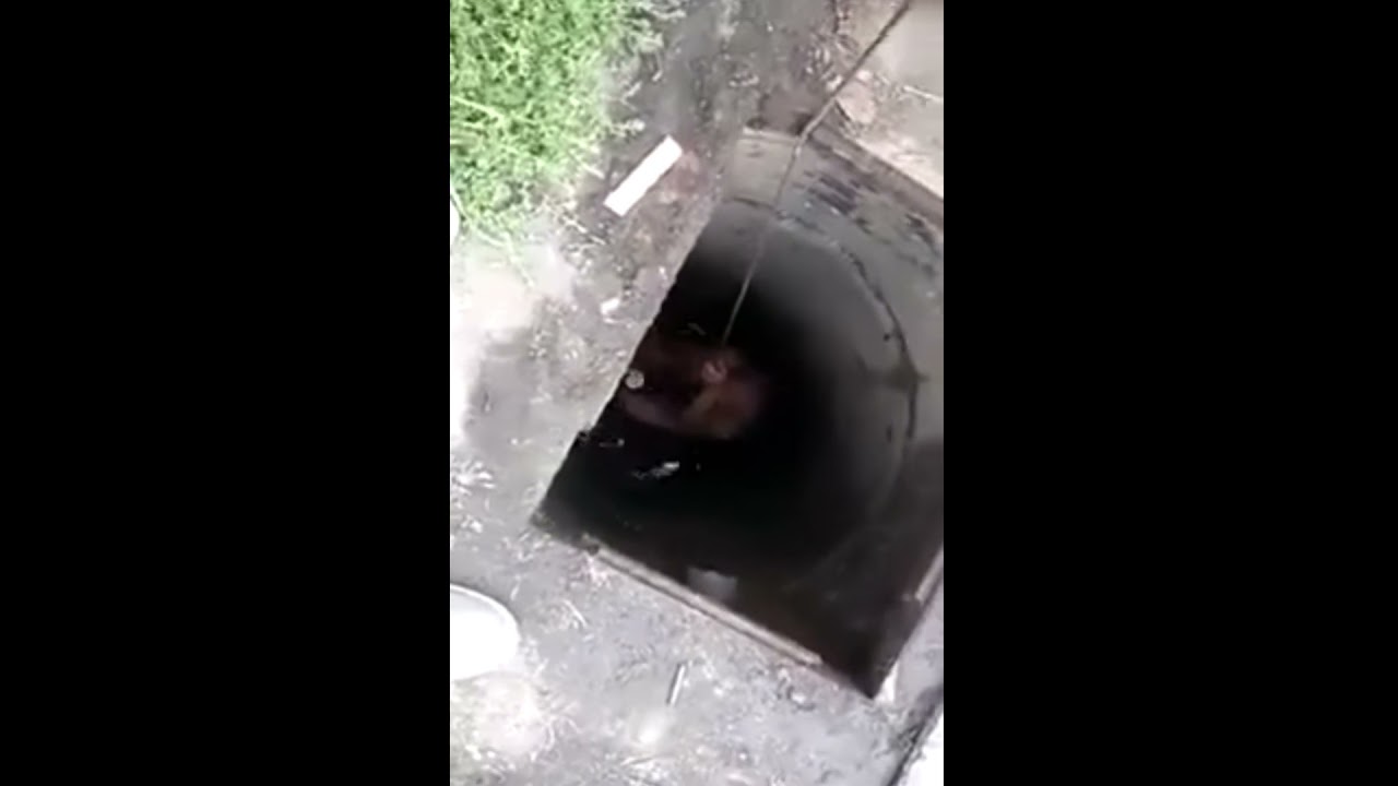 Wejście do szamba za 100zł