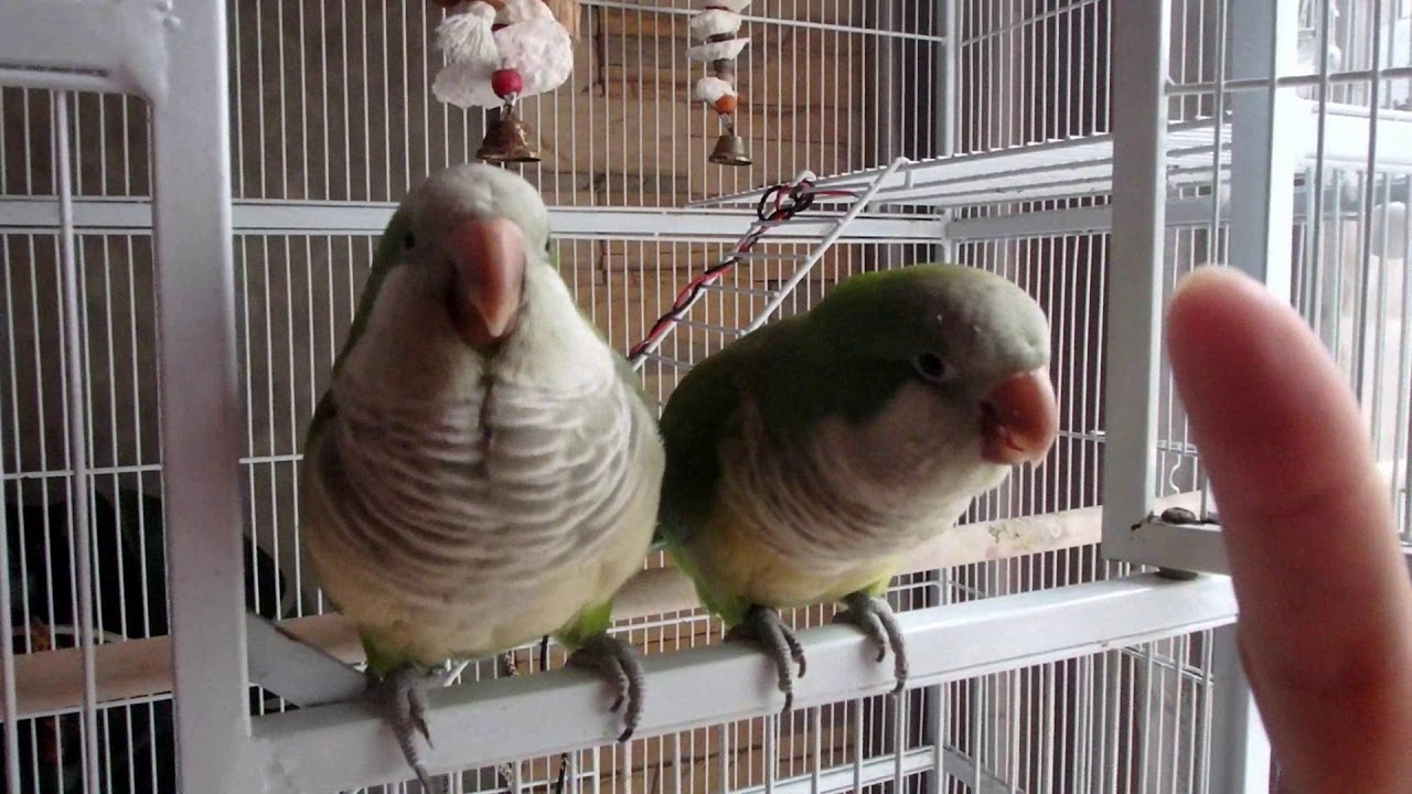 How to teach funniest quaker parrot speak I love you forever