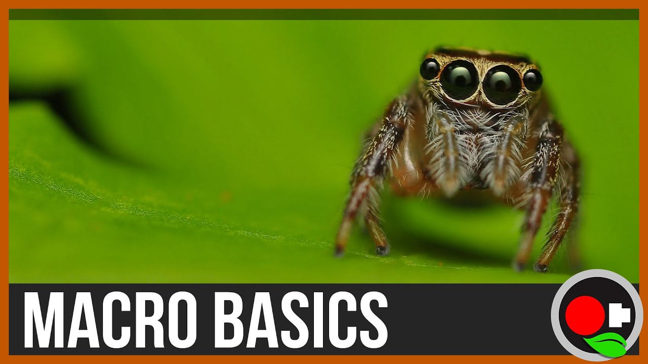 An Intro to Macro Filmmaking: Macro Basics