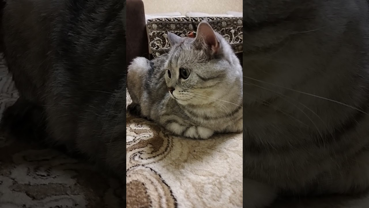 Трюк Шерон Стоун от тещи #юмор #кот #веселыекоты #видосыоткота #cat #прикольныекоты #прикол #смешно