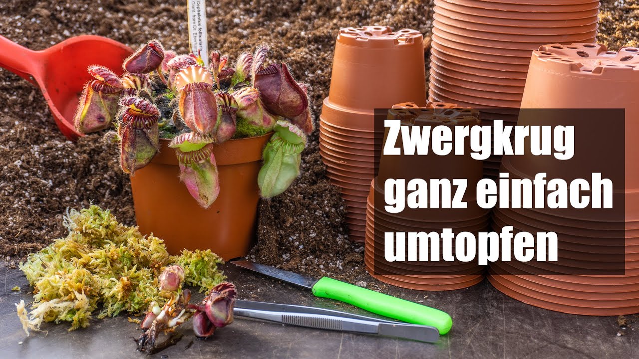#70 Cephalotus follicularis umtopfen und vermehren, so einfach wird´s gemacht