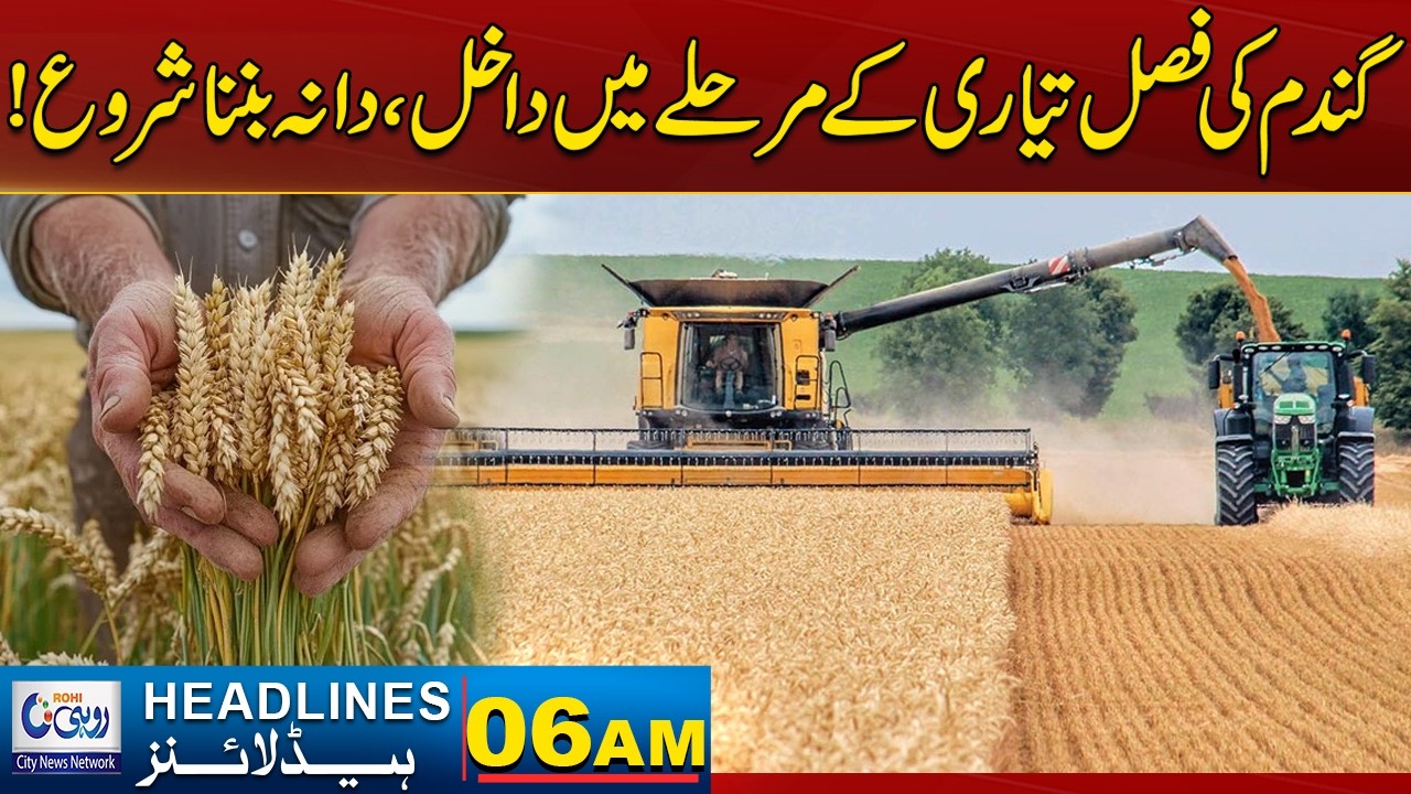 Wheat Crop Enters The Preparation Stage,Grain Formation Begins 06AM NewsHeadlines|26February2026Rohi