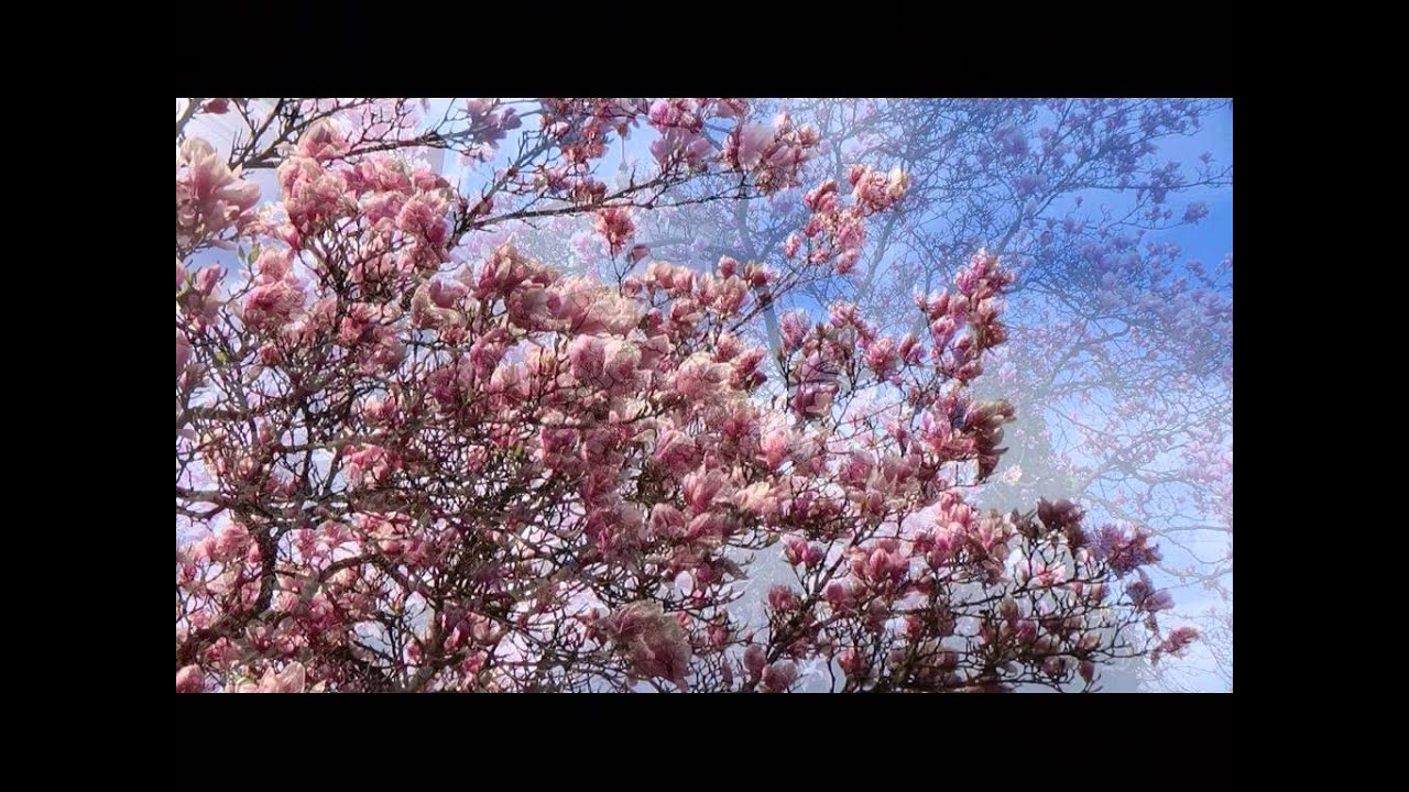 Anna Jurksztowicz - Czułość i kłamstwa / Cieszyńskie Magnolie 2015