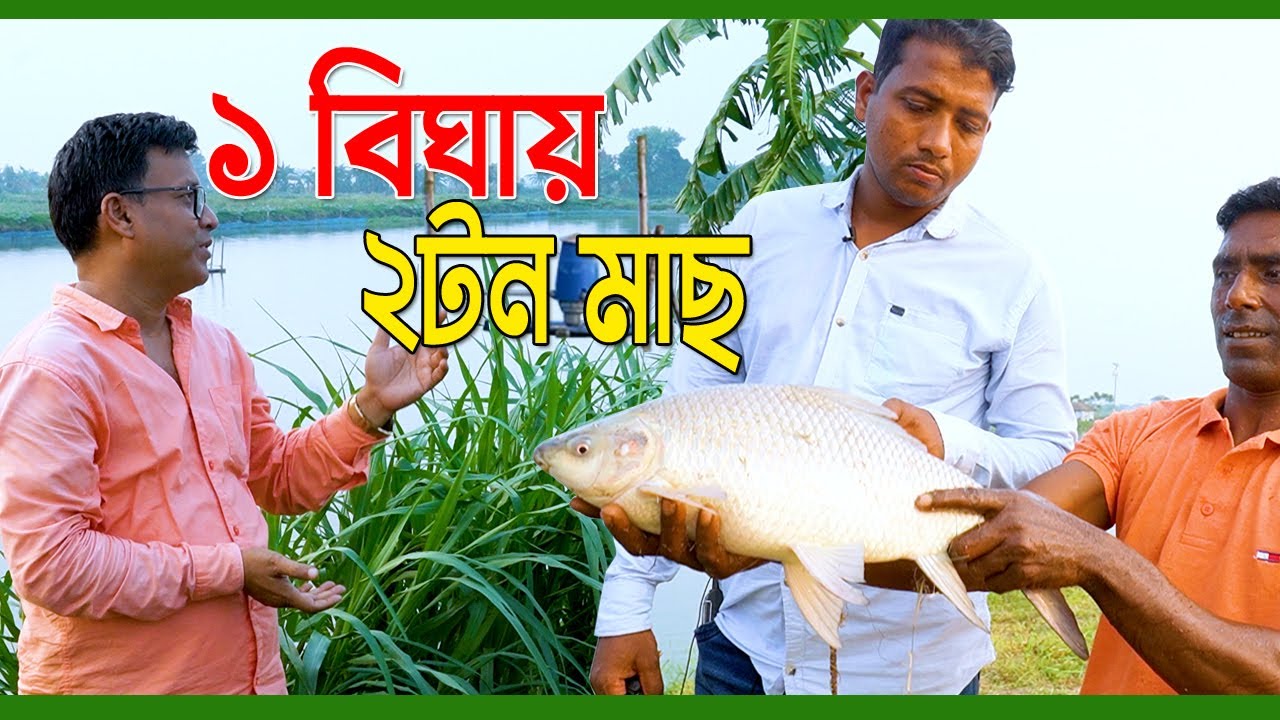 সিঙ্গাপুরের চেয়ে বেশি লাভ। পুকুরে অধিক ঘনত্বে মাছ চাষ। ১ বিঘায় ২টন মাছ চাষ। প্রবাসী ভাইয়ের মাছ চাষ