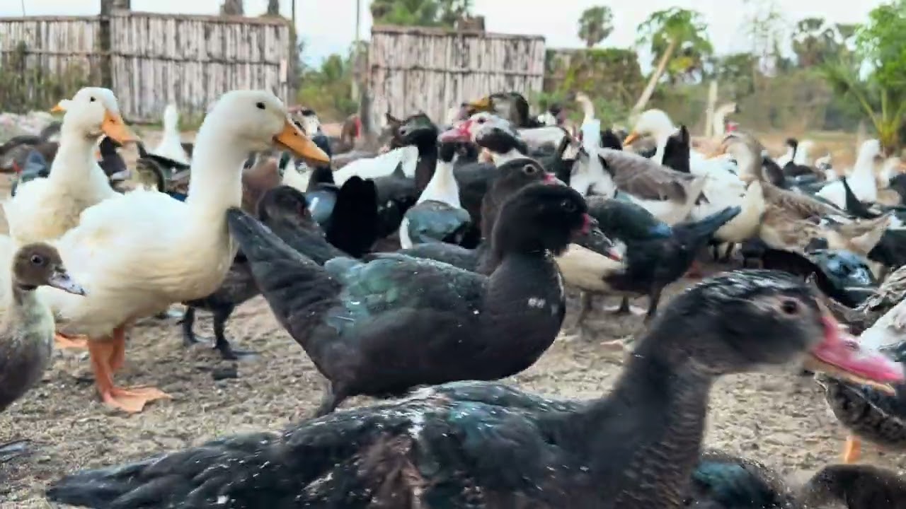 Ducks #duet #dubai #durecorder #durgapuja #animals #pigfood #cats 