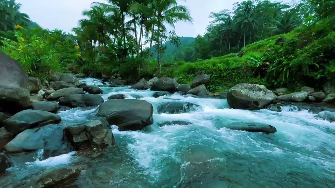 Calm Flowing River in Lush Green Jungle – Stress Relief Video