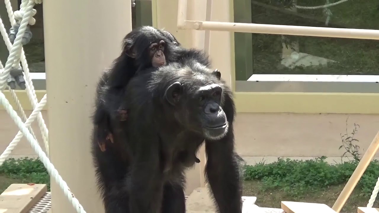 【チンパンジー双子のカラン＆コエ】㊗️新チンパンジー舎オープン‼️【東山動物園】
