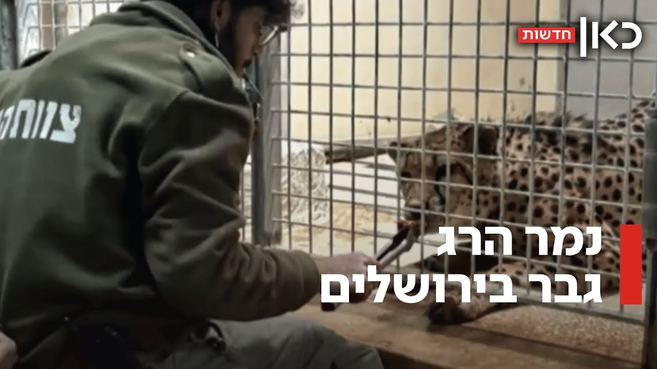טרגדיה בגן חיות בירושלים: אוריאל הותקף למוות על ידי נמר לעיני המבקרים