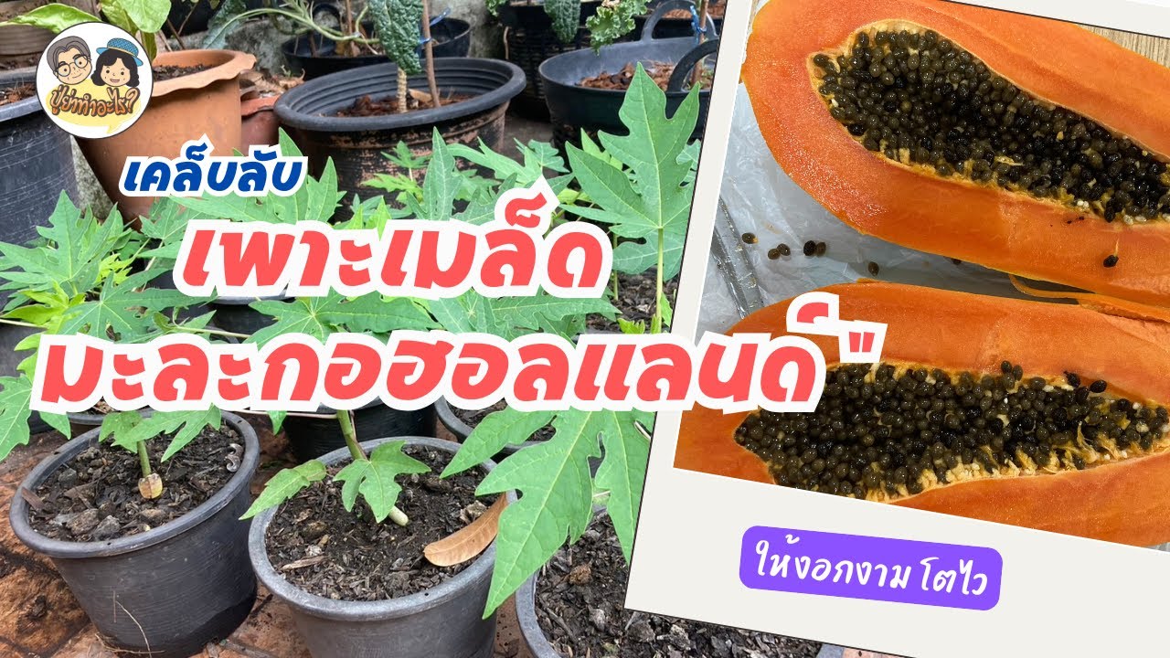 เคล็ดลับเพาะเมล็ดมะละกอฮอลแลนด์ ให้งอกงาม โตไว ไม่ต้องกลัวตาย! #ย่าปลูกอะไร EP159