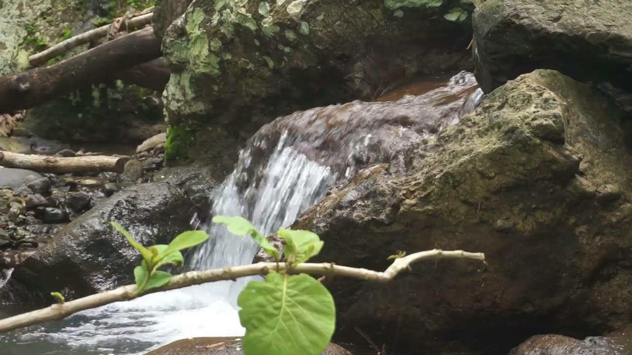 1 HRS Gentle River Sounds 🌊 | Relaxing Water Flow ASMR for Sleep & Stress Relief