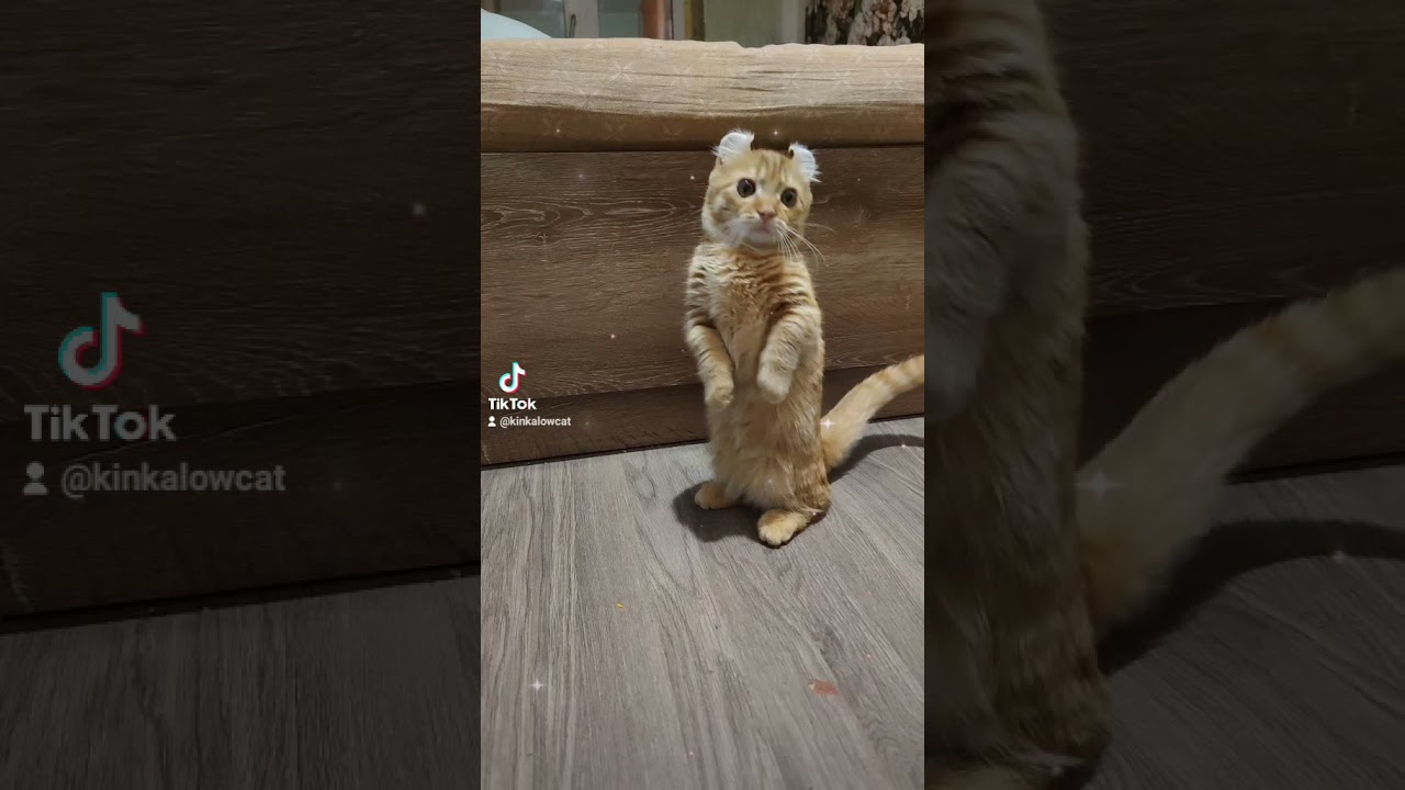 котик кинкалоу kinkalow редкие кошки cats cat
