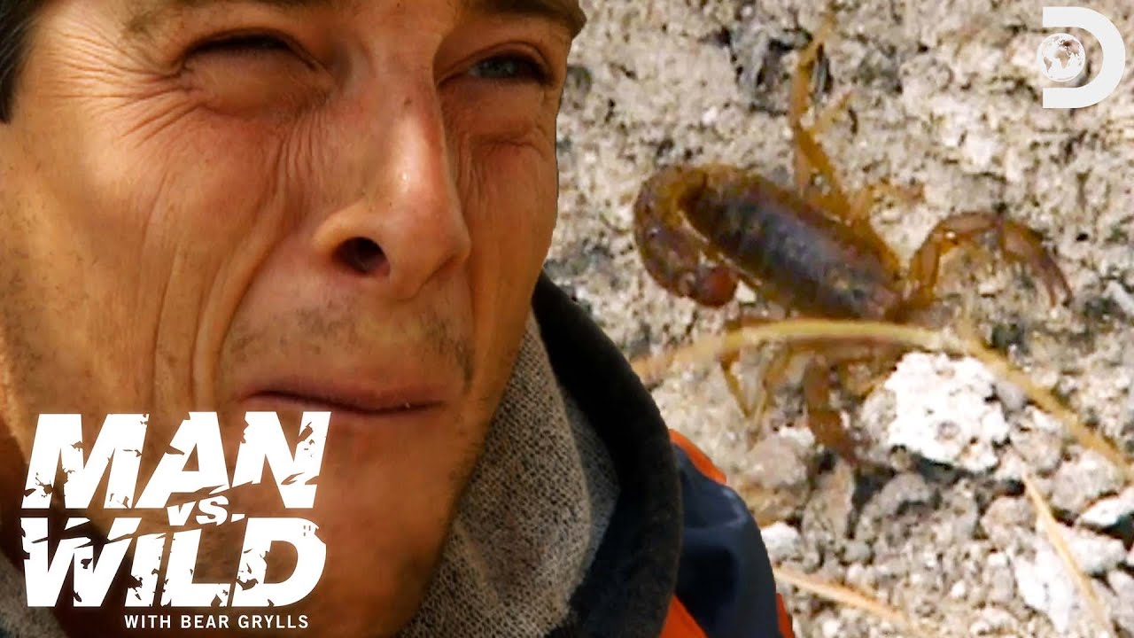 Bear Grylls Feasts on a Venomous Scorpion | Man vs. Wild