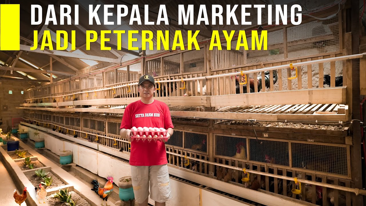 Sakin Banyaknya Pembeli Sampai Antri  Sukses Ternak ayam KUB dengan Pakan Alternatif