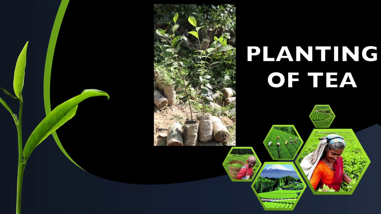 Planting of Tea
