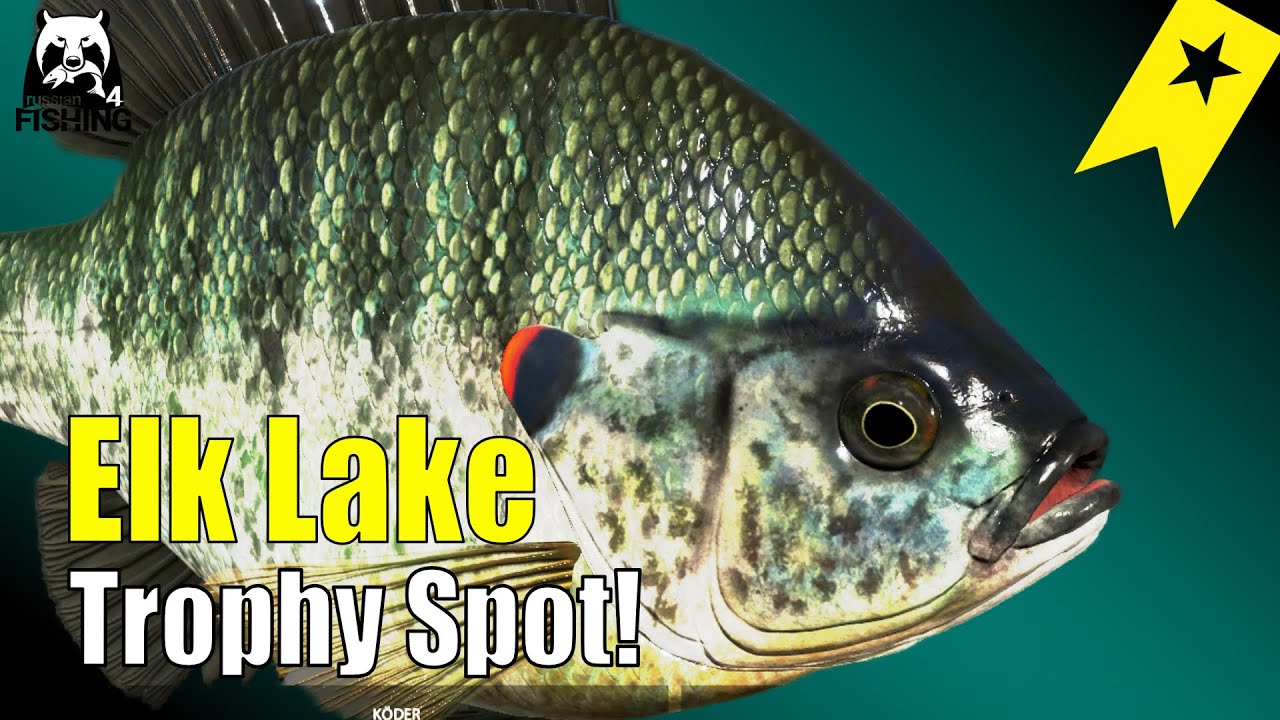 Russian Fishing 4 - Elk Lake - Rotohr-Sonnenbarsch - Trophy Spot #rf4