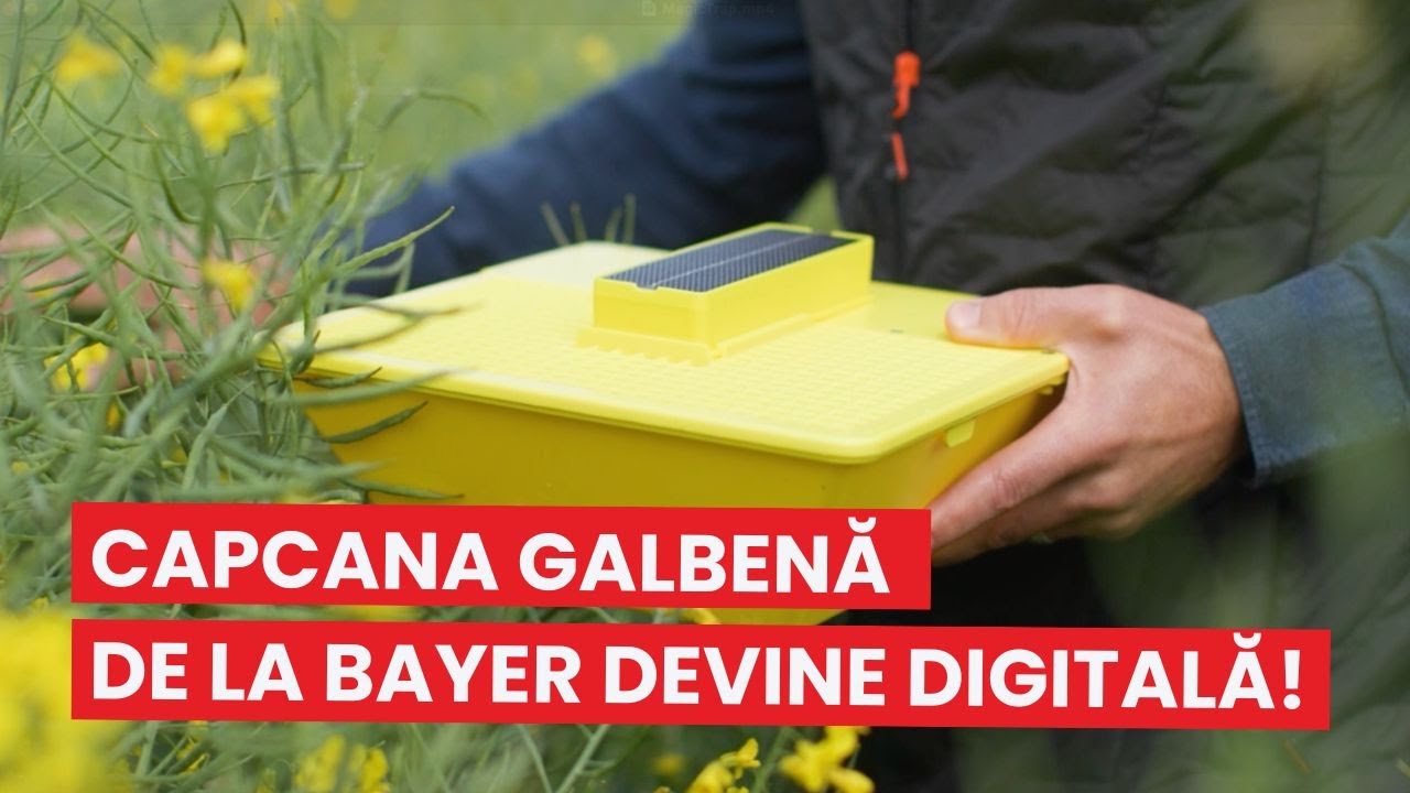 MagicTrap: Capcana galbenă de la Bayer devine digitală! #capcanadaunatori #rapita