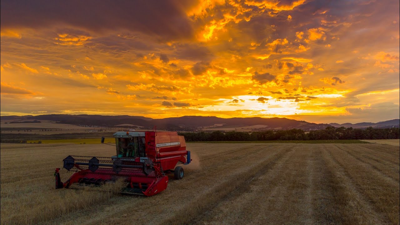 Harvest at a Beautiful Sunset 🌅 🌾/Zetor Crystal12145, Massey Ferguson 38
