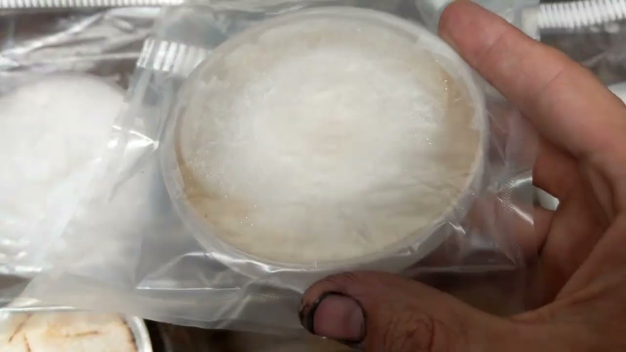 Backing up Mycelium Cultures for Long Term Storage In Distilled Water on Water Agar