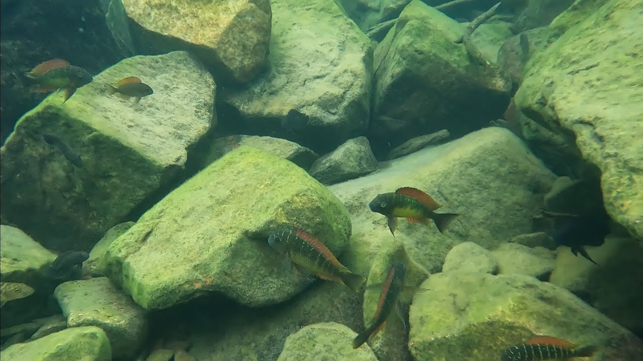 Tropheus moorii red rainbow at Kambwimba