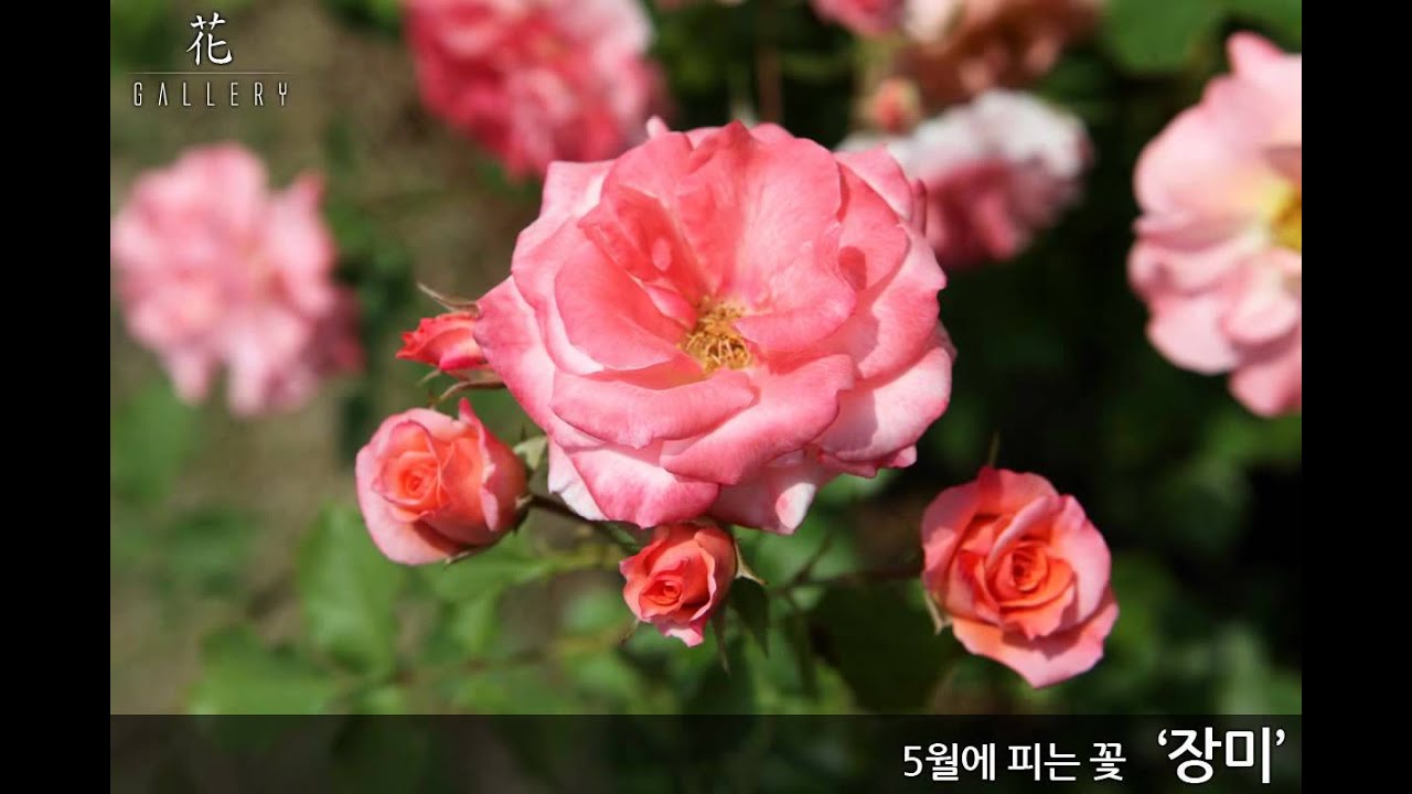 경인여대에 핀 5월의 꽃