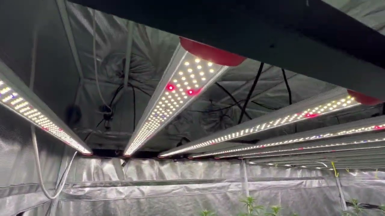 720W LED grow Bar growing